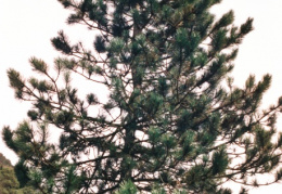 Pinus nigra