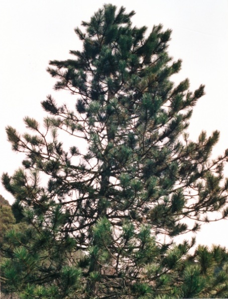 20020200_lignieres_pinus_nigra_01.jpg