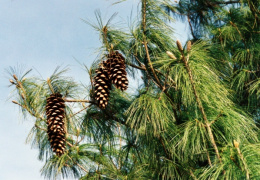 Pinus strobus