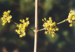 Cornus mas, Cornouiller mâle