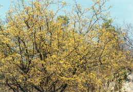 Cornus mas, Cornouiller mâle