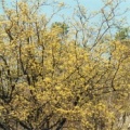 20020300_la-neuveville_cornus_mas_2.jpg