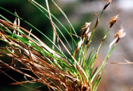 Carex humilis