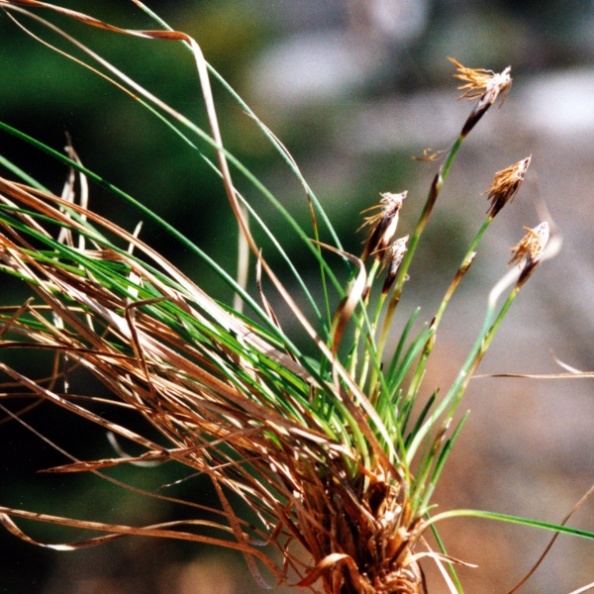 20020300_la-neuveville_garide_carex_humilis_01.jpg