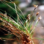 Carex humilis