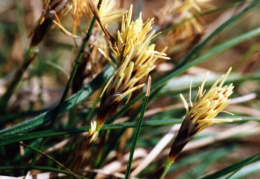 Carex humilis