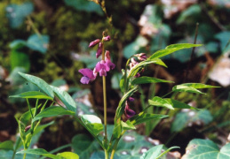 Lathyrus vernus, Gesse printanière