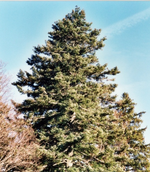 20020300_les-bois_cerneux-godat_abies_alba_01.jpg