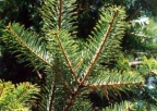 Abies alba