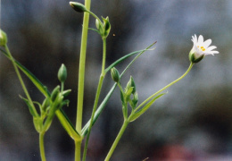 Stellaria holostea