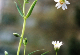 Stellaria holostea