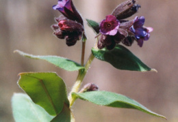 Pulmonaria mollis, Pulmonaire molle