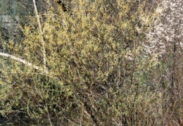 Salix elaeagnos