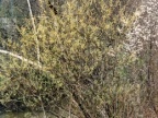 Salix elaeagnos