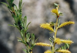 Salix elaeagnos