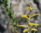 Salix elaeagnos