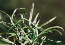 Salix elaeagnos