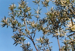 Salix elaeagnos