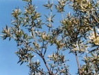 Salix elaeagnos