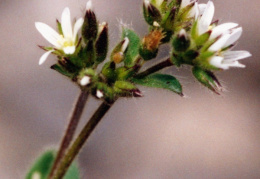 Cerastium glomeratum