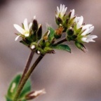 Cerastium glomeratum