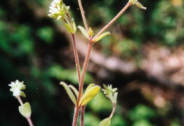 Cerastium glomeratum