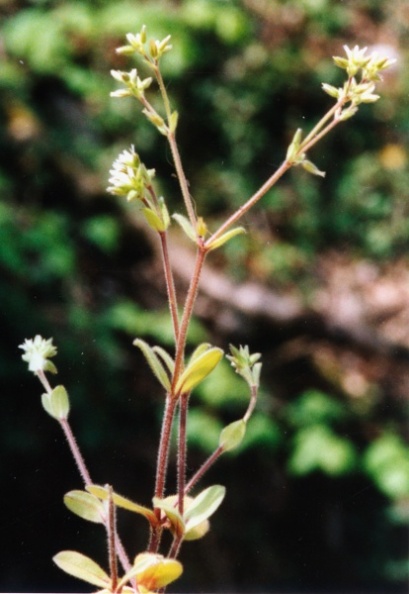 20020400_daucher_cerastium_glomeratum_03.jpg