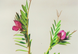 Vicia sativa subsp. nigra, Vesce noire