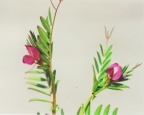 Vicia sativa subsp. nigra, Vesce noire