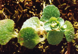 Chrysosplenium oppositifolium