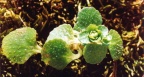 Chrysosplenium oppositifolium