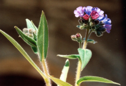 Pulmonaria montana, Pulmonaire des montagnes