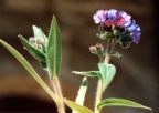 Pulmonaria montana, Pulmonaire des montagnes