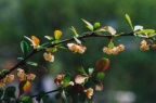 Berberis thunbergii, Épine-vinette de Thunberg