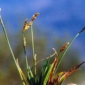 20020400_moutier_pavillon_carex_ornithopoda_01.jpg