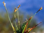 Carex ornithopoda