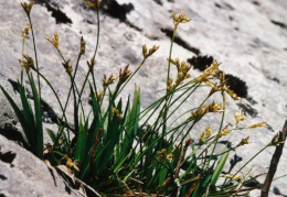 Carex ornithopoda