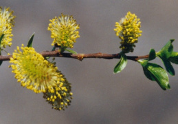 Salix myrsinifolia