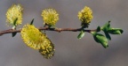 Salix myrsinifolia