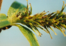 Salix myrsinifolia