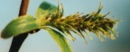 Salix myrsinifolia