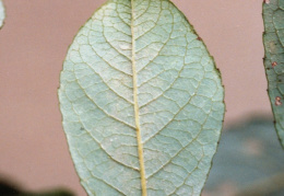 Salix myrsinifolia