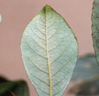 Salix myrsinifolia