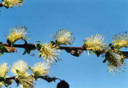 Salix myrsinifolia