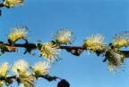 Salix myrsinifolia