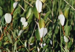 Salix pentandra