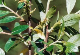 Salix pentandra