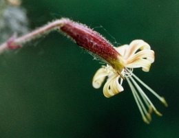 Silene nutans