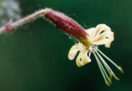 Silene nutans