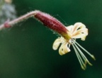 Silene nutans
